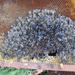 Colony Collapse Disorder-Abeilles-mortes-dead-bees