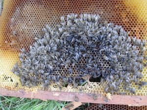 dead bees on frame