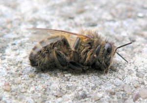  Colony Collapse Disorder-Dead_bee_winter