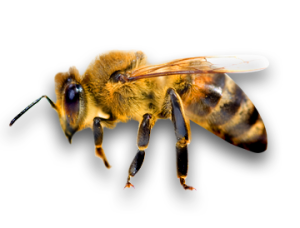 9_bees