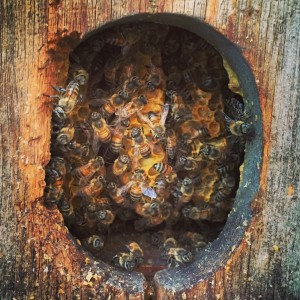 Flagstaff Bee Removal hive Swarm Organic Honey