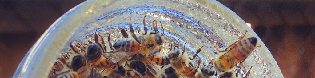 Different Honey Varieties Flagstaff 