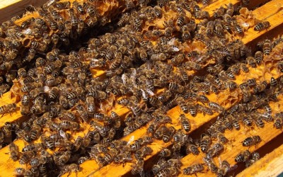 Flagstaff Honey Bees Royal Kenyon BeeWorks