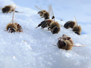 dead bees on snow