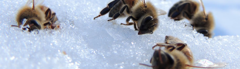 dead bees on snow